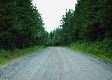 Forest Track.