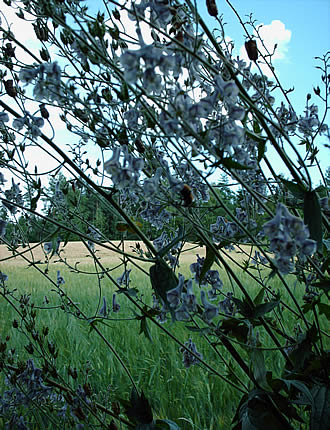 Delphiniums