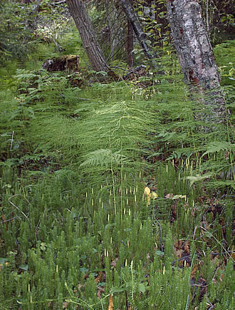 Clubmoss