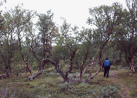 Twisty trees